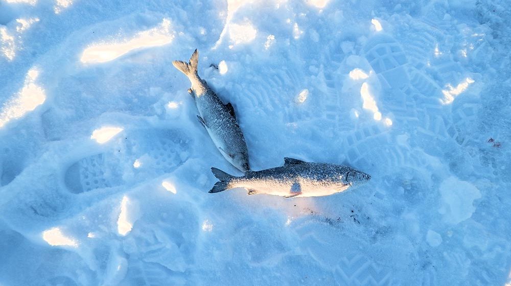 ทำไมปลาบางชนิดอาศัยอยู่ในน้ำเย็นกว่าจุดเยือกแข็งได้ 