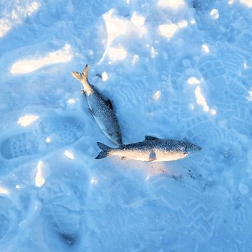 ทำไมปลาบางชนิดอาศัยอยู่ในน้ำเย็นกว่าจุดเยือกแข็งได้ 